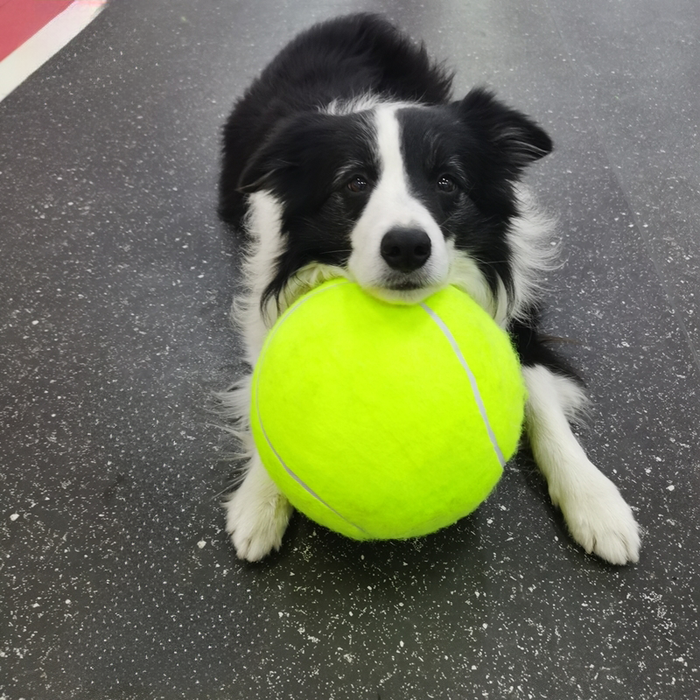 BarkBall - The Ultimate Giant Tennis Ball for Dogs