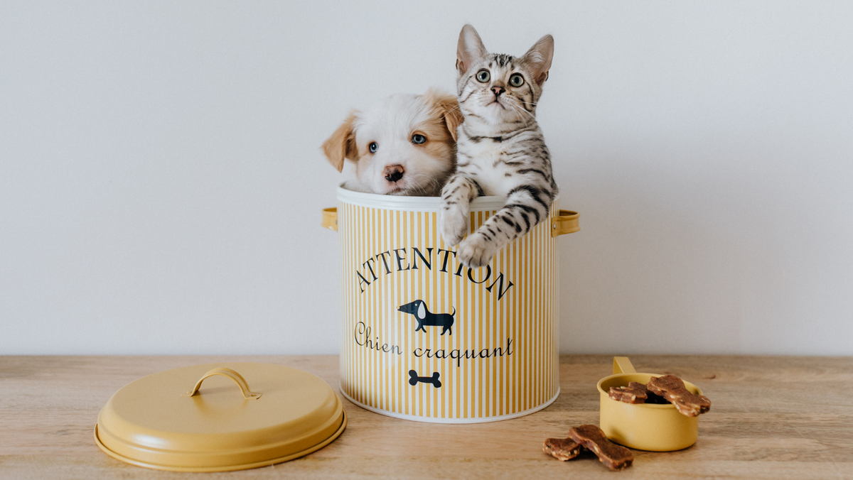 Happy Poppy – Dog & Cat Toys, Beds & Accessories UK