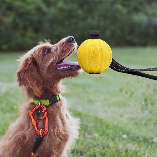 ChompCord